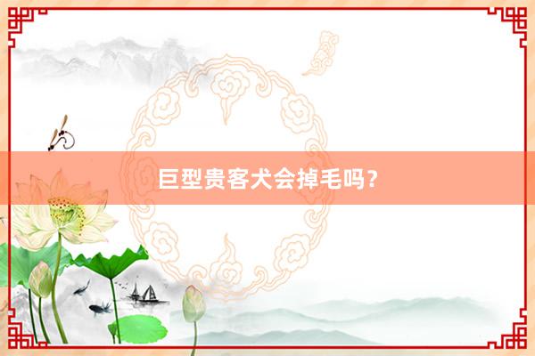 巨型贵客犬会掉毛吗？